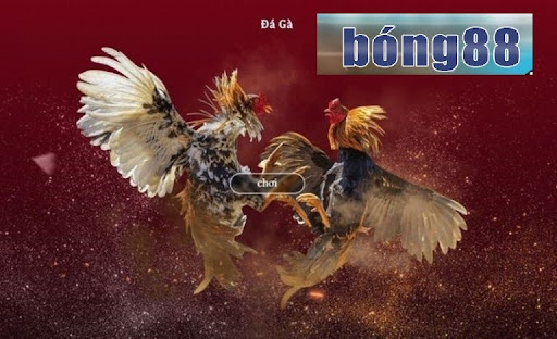 Đá gà Bong88 an toàn, thỏa sức chơi, tỷ lệ cược đa dạng, hấp dẫn