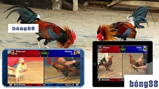 Người chơi cần hiểu rõ luật đá gà Bong88 trước khi bắt đầu